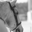 Barockes Reiten mit Richard Hinrichs