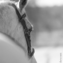 Barockes Reiten mit Richard Hinrichs
