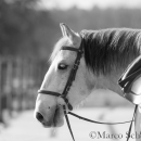 Barockes Reiten mit Richard Hinrichs