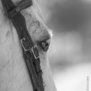 Barockes Reiten mit Richard Hinrichs