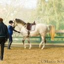 Barockes Reiten mit Richard Hinrichs
