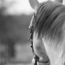 Barockes Reiten mit Richard Hinrichs