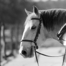 Barockes Reiten mit Richard Hinrichs