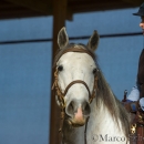 Desmond O'Brien Reitkurs - April 2015