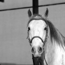 Desmond O'Brien Reitkurs - April 2015