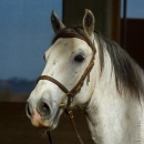 Desmond O'Brien Reitkurs - April 2015