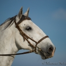 Maestoso Alea - Mai 2015