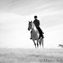 Maestoso Alea - Mai 2015