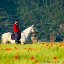 Maestoso Alea - Mai 2015