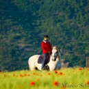 Maestoso Alea - Mai 2015