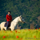 Maestoso Alea - Mai 2015