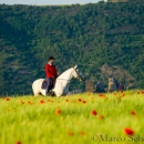 Maestoso Alea - Mai 2015