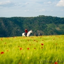 Maestoso Alea - Mai 2015