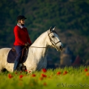 Maestoso Alea - Mai 2015