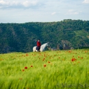 Maestoso Alea - Mai 2015