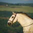 Maestoso Alea - Mai 2015