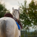 Barockes Reiten mit Richard Hinrichs