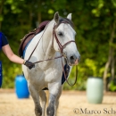Barockes Reiten mit Richard Hinrichs