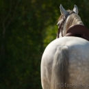 Barockes Reiten mit Richard Hinrichs