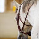 Barockes Reiten mit Richard Hinrichs