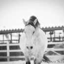 Schneegestöber 2016