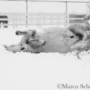 Schneegestöber 2016