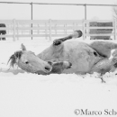 Schneegestöber 2016