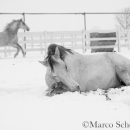 Schneegestöber 2016