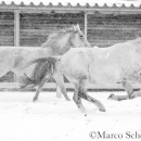 Schneegestöber 2016