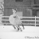 Schneegestöber 2016