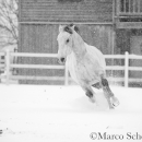 Schneegestöber 2016