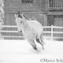 Schneegestöber 2016