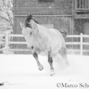 Schneegestöber 2016