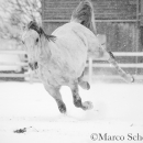 Schneegestöber 2016