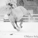 Schneegestöber 2016