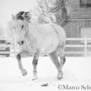 Schneegestöber 2016