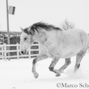 Schneegestöber 2016