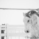 Schneegestöber 2016