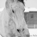 Schneegestöber 2016
