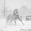Schneegestöber 2016