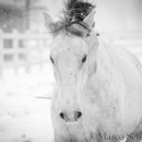 Schneegestöber 2016