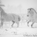 Schneegestöber 2016