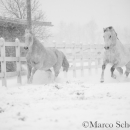 Schneegestöber 2016