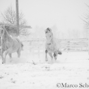Schneegestöber 2016