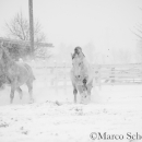 Schneegestöber 2016