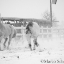 Schneegestöber 2016