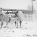 Schneegestöber 2016