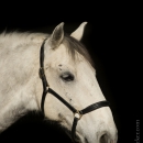 M.Alea - This Charming Man