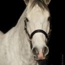 M.Alea - This Charming Man