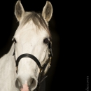 M.Alea - This Charming Man